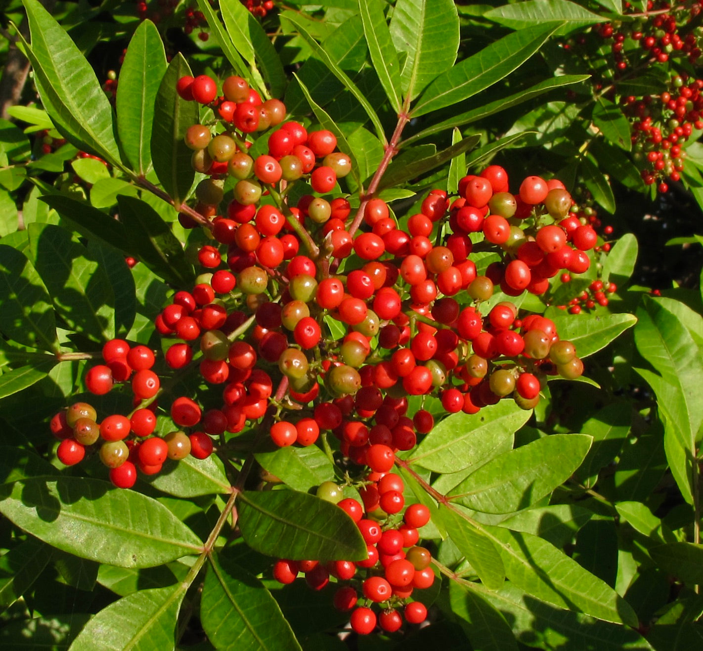 Schinus terebinthifolius 20-50cm