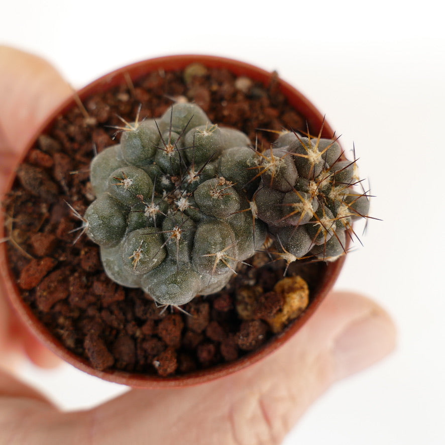 Copiapoa cinerea X hypogaea (branched) 005