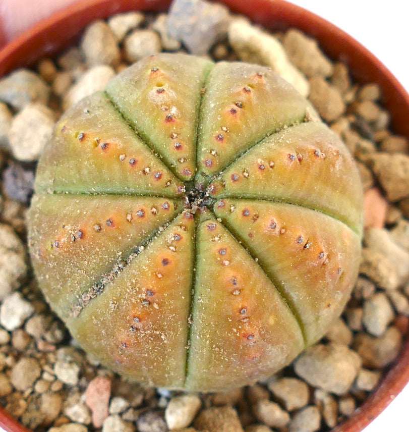 Euphorbia obesa YELLOW BODY 005