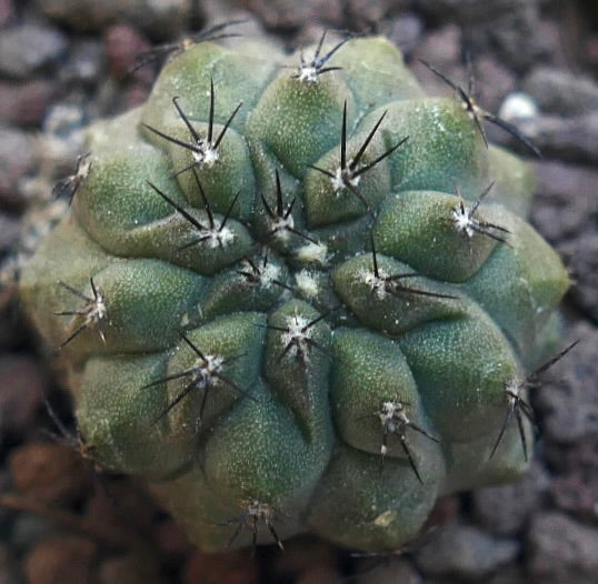 Copiapoa cinerea KIKKO GREEN X Copiapoa hypogaea MP61