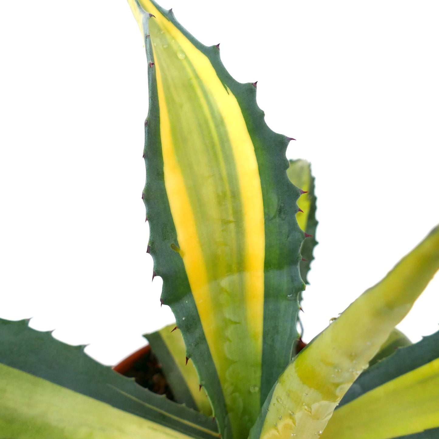 Agave americana MEDIOPICTA YELLOW VARIEGATED HK277