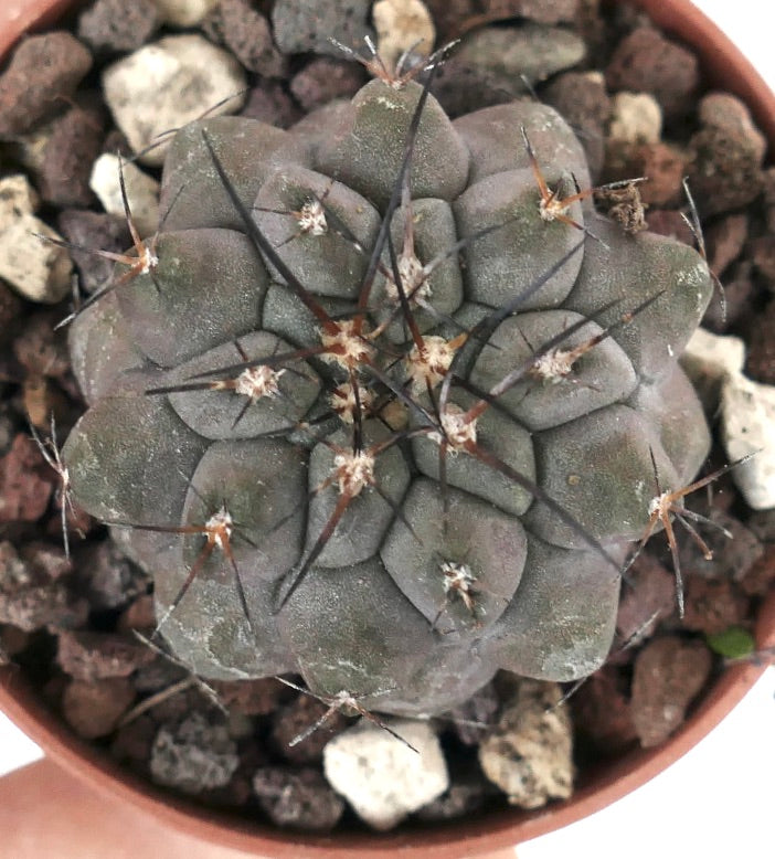 Copiapoa cinerea X Copiapoa serpentisulcata V14