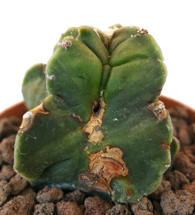 Astrophytum myriostigma NUDUM KIKKO MONSTRUOSUS raro cactus succulento con fusto verde spesso e scanalato e superficie strutturata