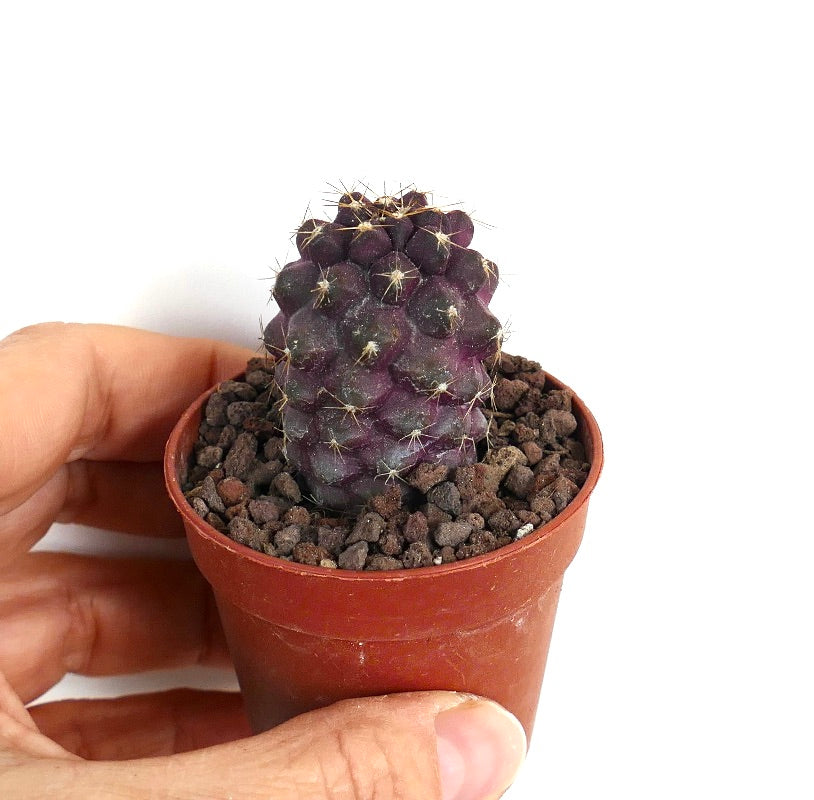 Copiapoa griseoviolacea X serpentisulcata 18N