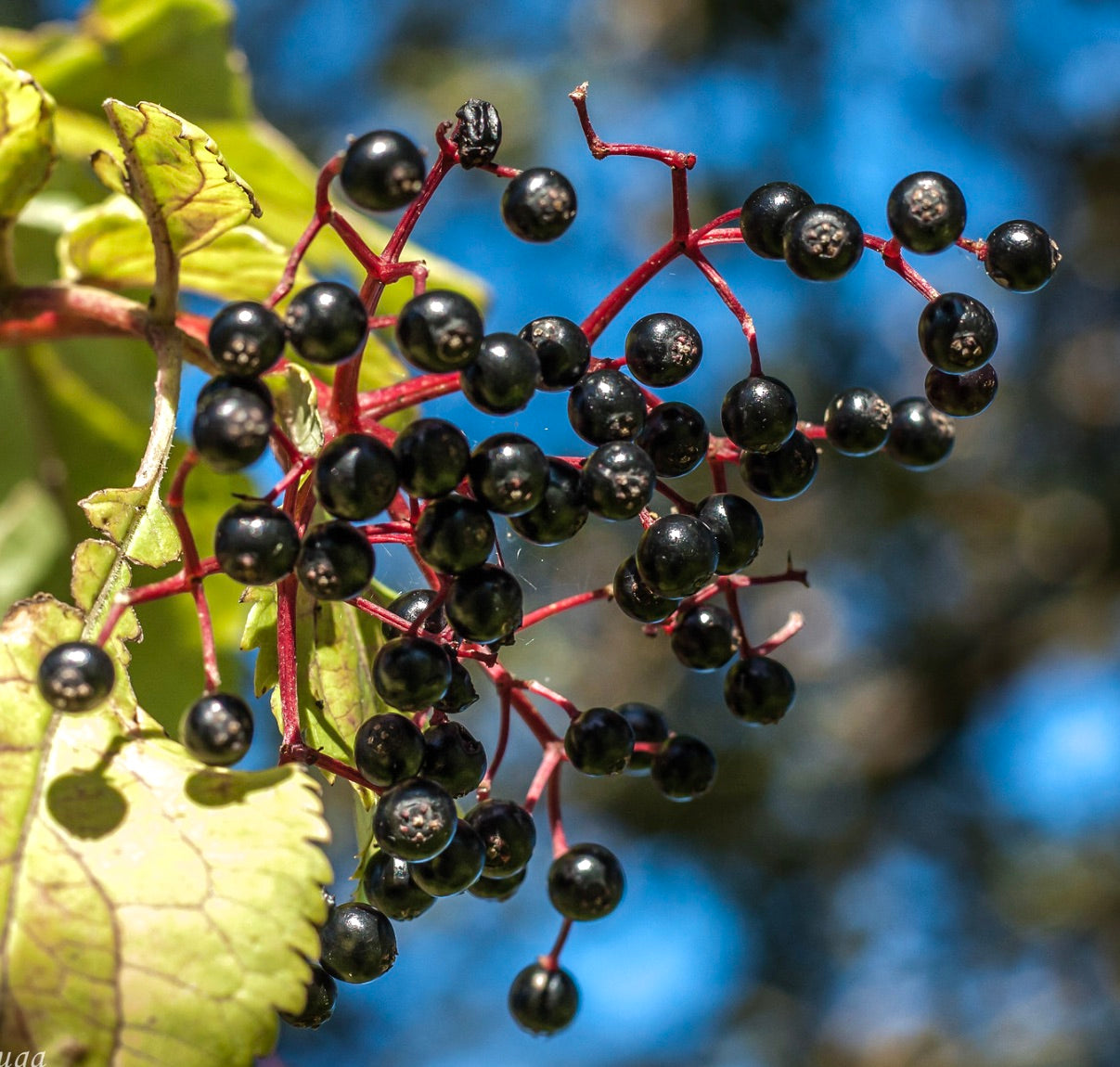 Sambucus nigra 30-50cm