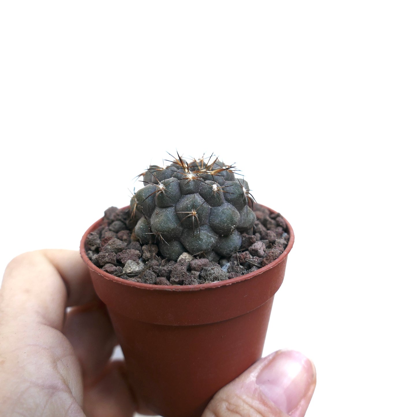 Copiapoa cinerea X Copiapoa serpentisulcata WE334