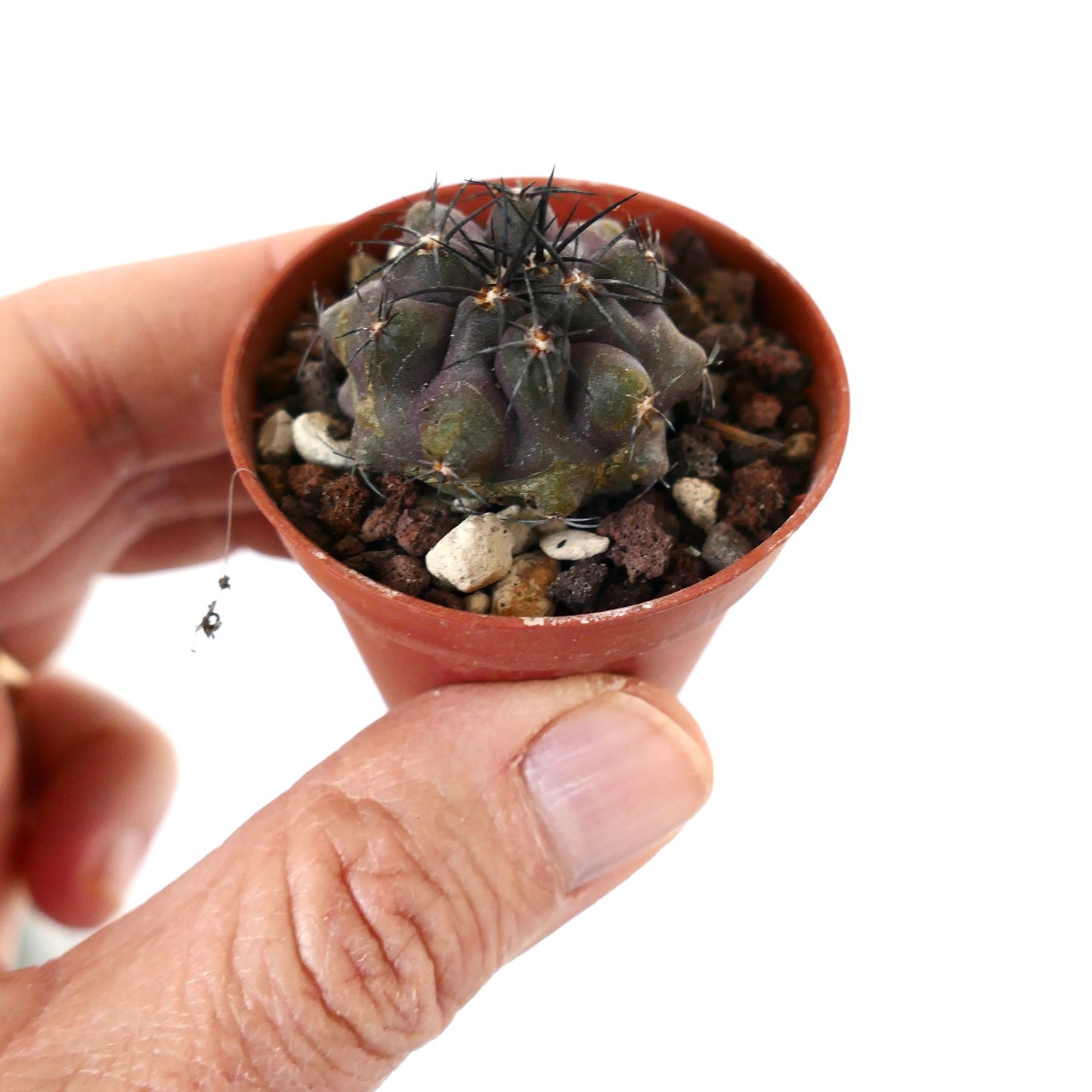 Copiapoa griseoviolacea F5L