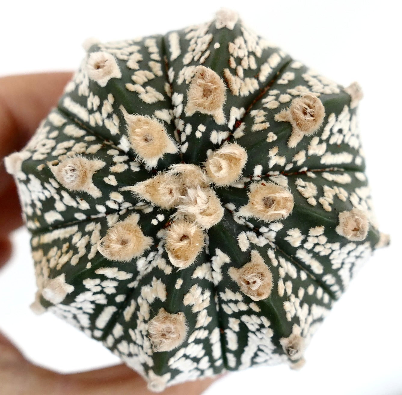 Astrophytum-Hybrid
