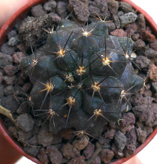 Copiapoa cinerea X Copiapoa serpentisulcata WE36