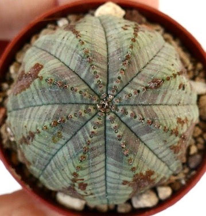 Euphorbia obesa MIX3