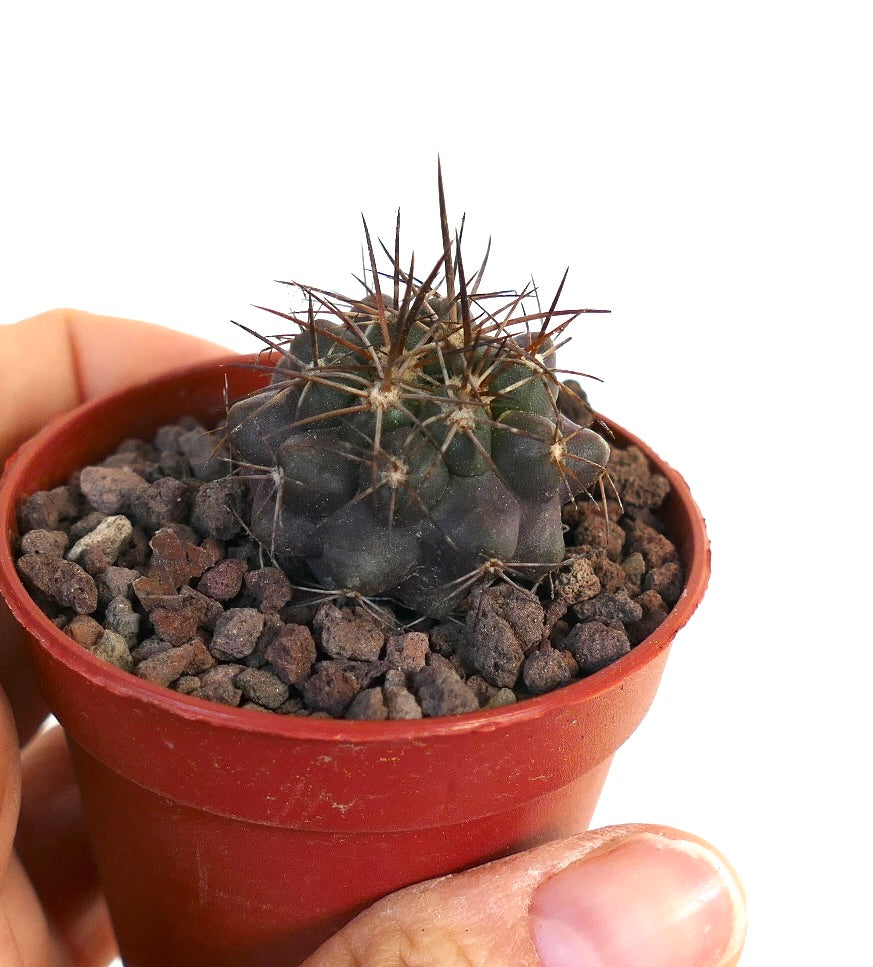 Copiapoa atacamensis WZI7