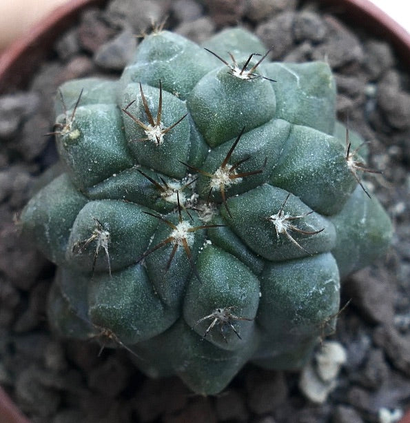 Copiapoa cinerea KIKKO GREEN X Copiapoa hypogaea CSF4