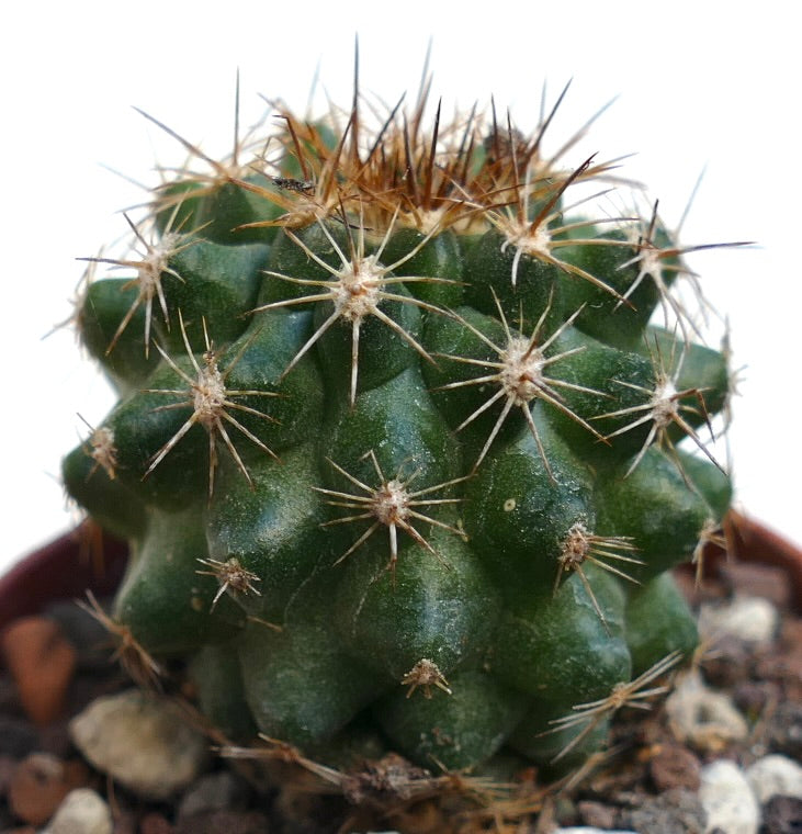 Copiapoa serpentisulcata SAB70