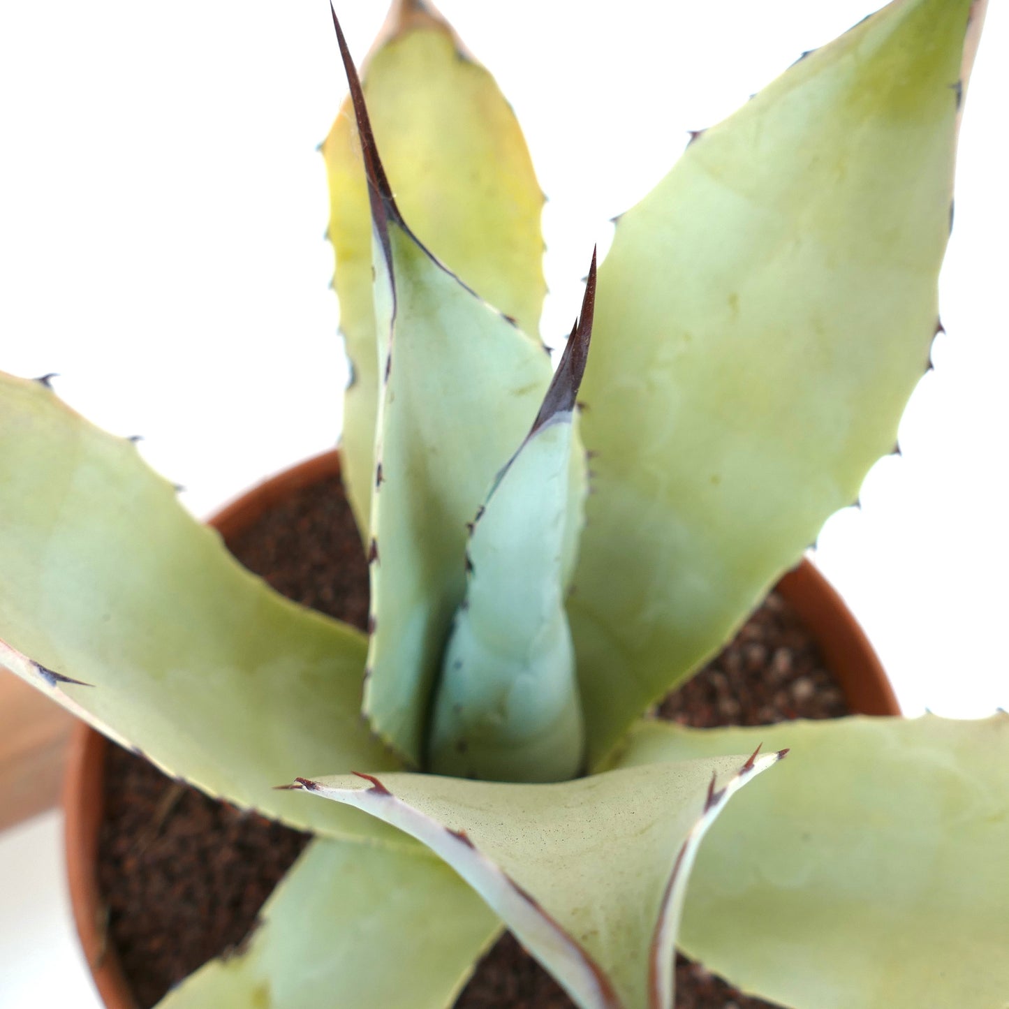 Agave parryi X Agave ovatifolia HUNTIGHTON (Mr. Corsi HYBRID) PT71