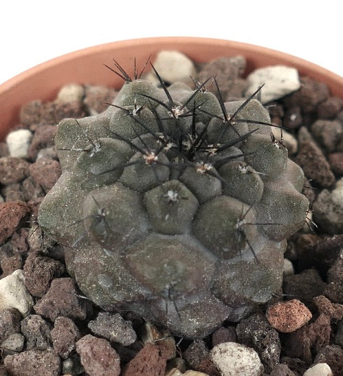 Copiapoa cinerea RS9Z