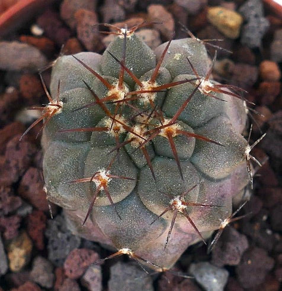 Copiapoa cinerea BROWN SPINES 3137