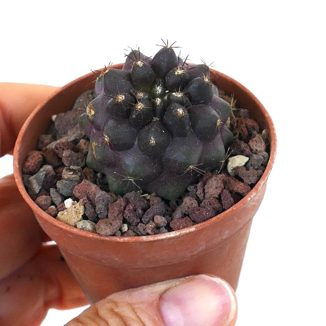 Copiapoa griseoviolacea CPP1