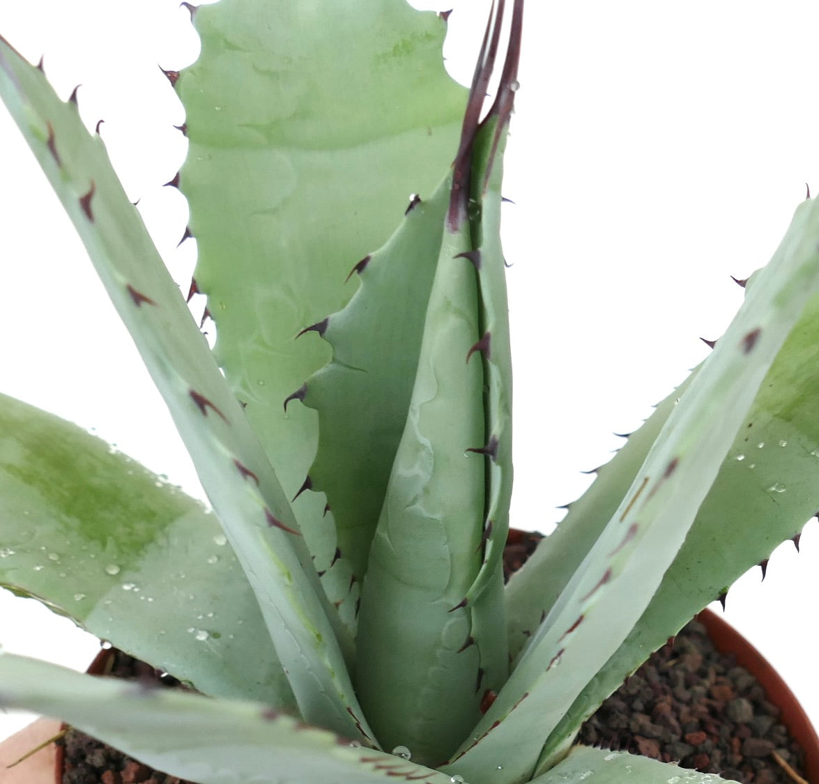 Agave verschaffeltii X Agave utahensis (by Corsi) LONG FINAL SPINES MN1SS