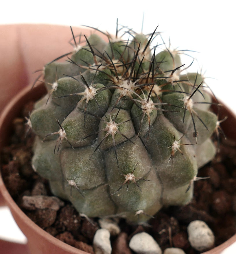 Copiapoa cinerea x atacamensis PR7