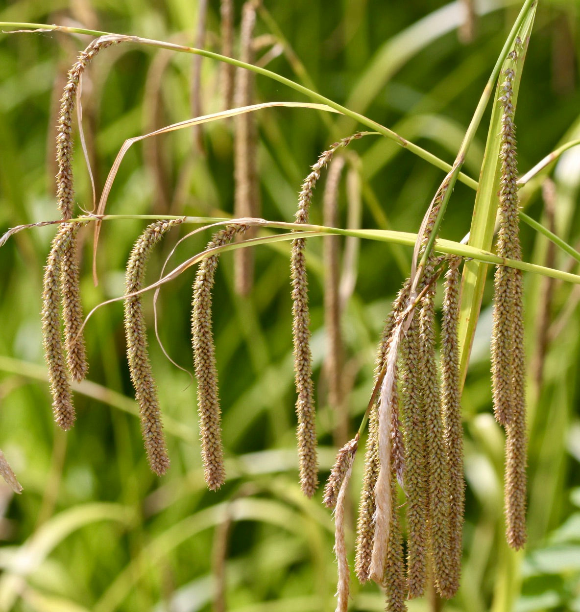 Carex pendula SEMI