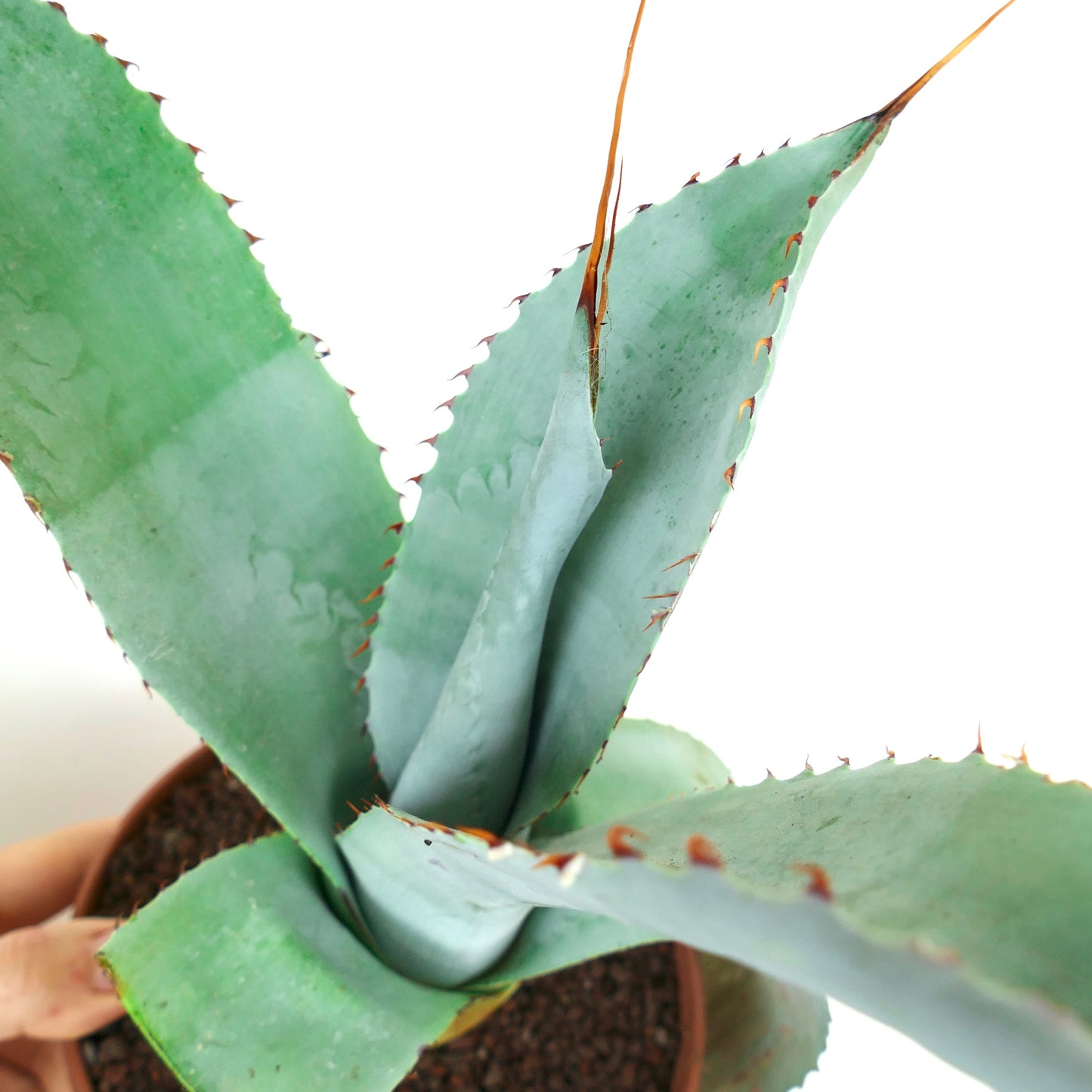 Agave weberi X eborispina LONG SPINES (Mr. Corsi HYBRID) UV7T