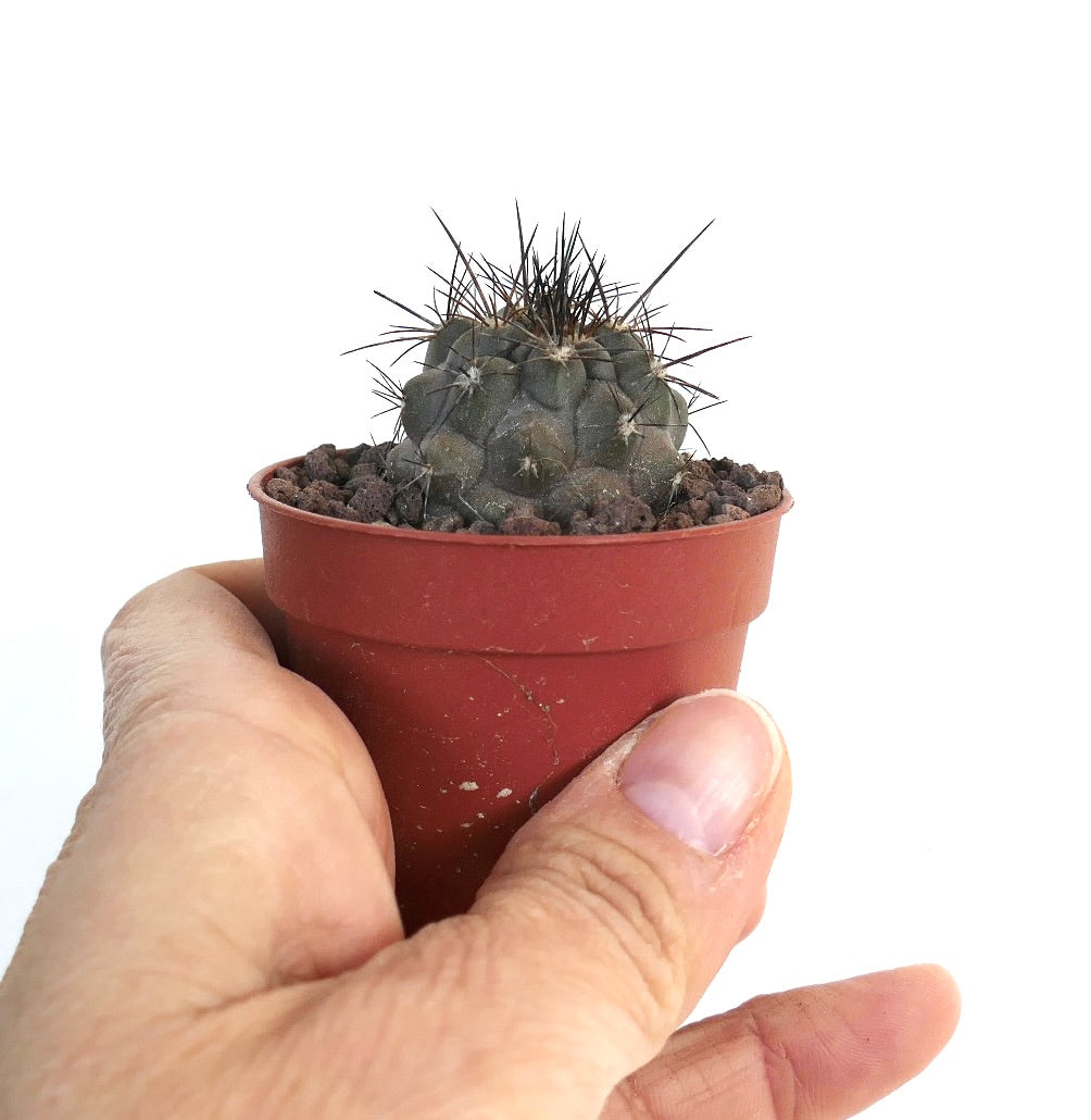 Copiapoa atacamensis N7