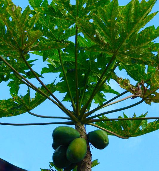 Carica papaya 10-20cm