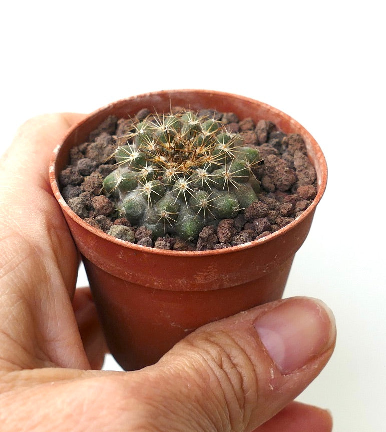 Copiapoa serpentisulcata AZ4