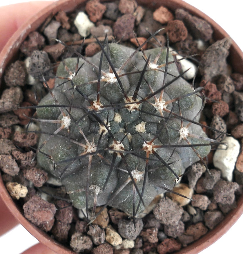 Copiapoa cinerea form KIKKO X serpentisulcata GIO