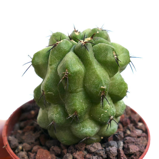 Copiapoa cinerea KIKKO GREEN X Copiapoa hypogaea RNM46