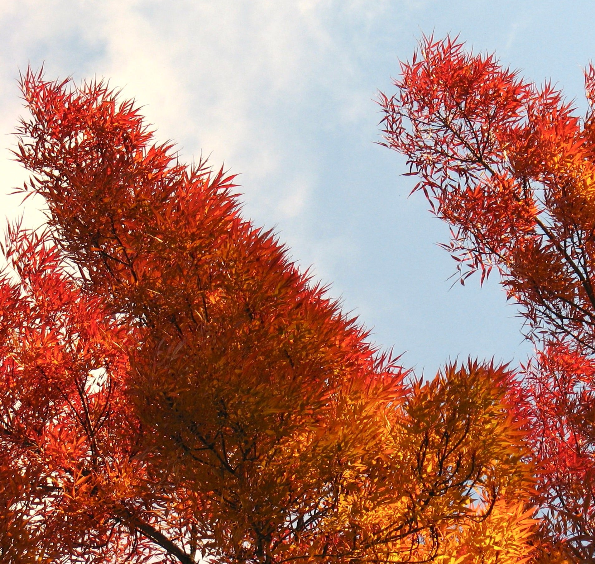 Fraxinus angustifolia subsp. oxycarpa | Worldwide Shipment | Buy Now ...