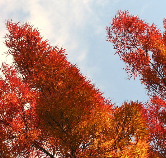 Fraxinus angustifolia subsp. oxycarpa