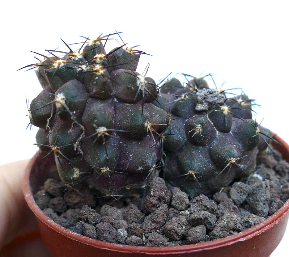 Copiapoa cinerea X griseoviolacea WE314