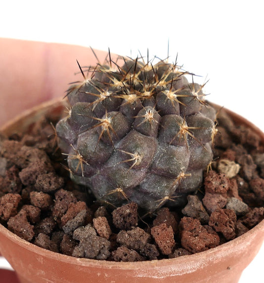 Copiapoa cinerea X Copiapoa goldii J683