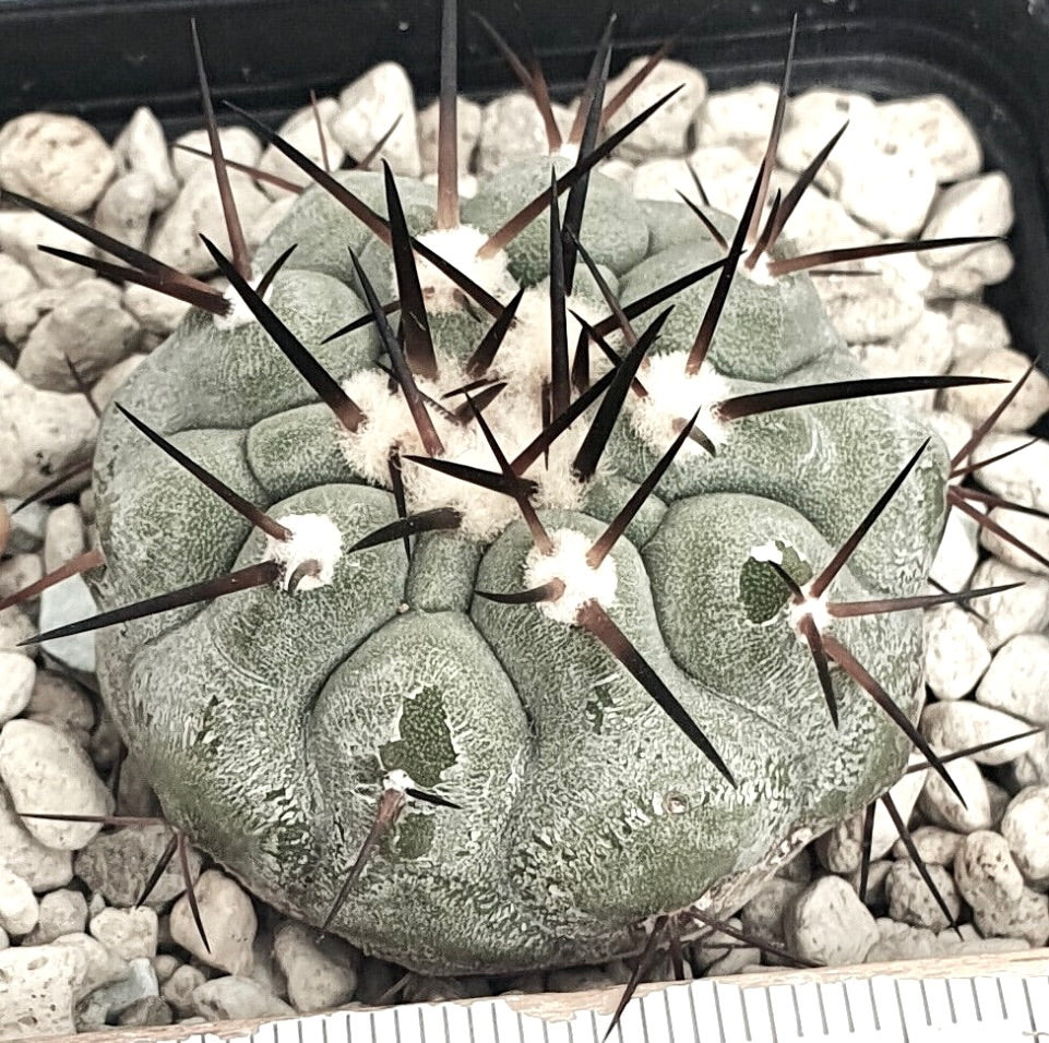 Copiapoa cinerea var. cinerea TALTAL 35