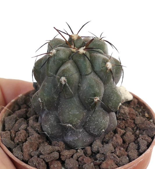 Copiapoa cinerea X bridgesii QZ1