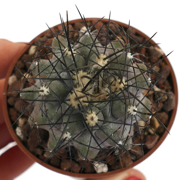 Copiapoa cinerea form longispina 207M