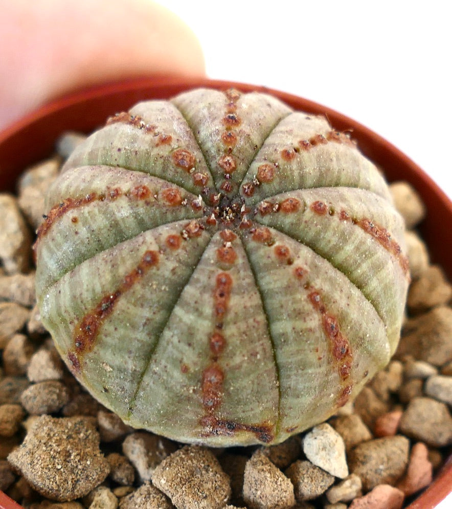 Euphorbia obesa BROWN LINES 7ZF