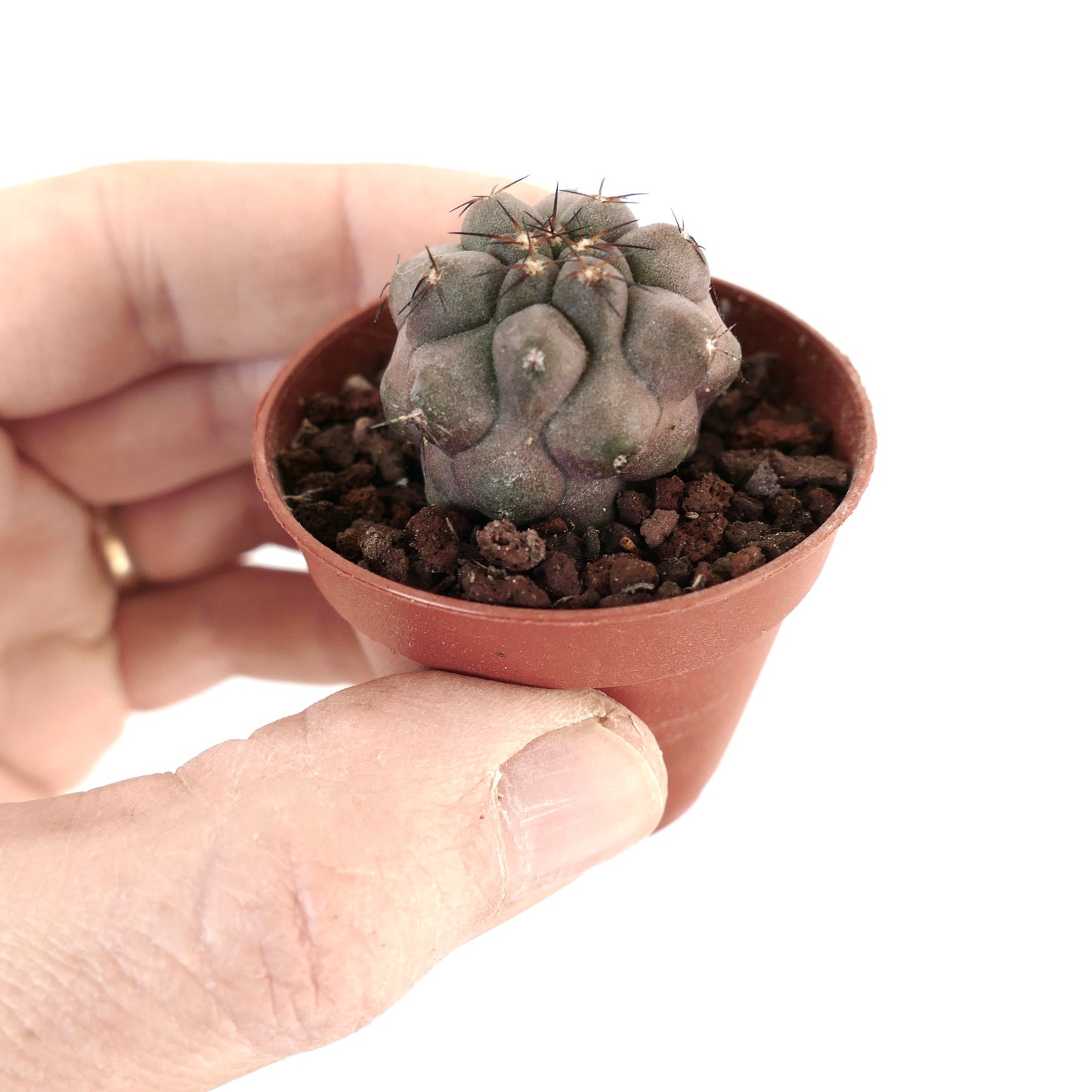 Copiapoa cinerea x hypogaea TUP1