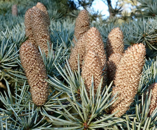 Cedrus libani