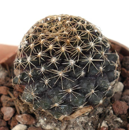 Copiapoa tenuissima SOUTH OF ANTOFAGASTA CVL