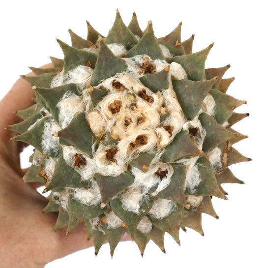 Ariocarpus retusus AL43 SEEDS