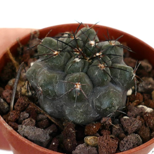 Copiapoa cinerea X griseoviolacea CTN3