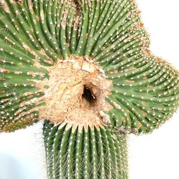 Carnegiea polylopha crested rare succulent cactus with ribbed green stems and spines