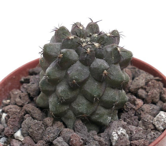 Copiapoa cinerea KIKKO GREY X Copiapoa hypogaea SAB5