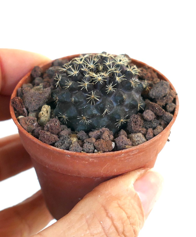 Copiapoa tenuissima ANTOFAGASTA MPF16