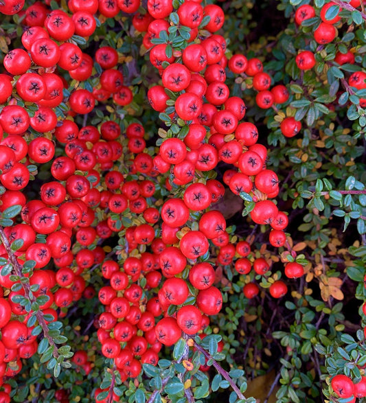 Cotoneaster horizontalis