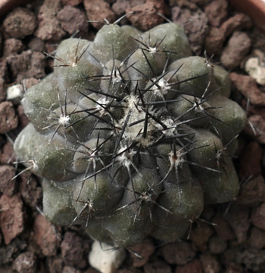 Copiapoa cinerea X humilis XF412