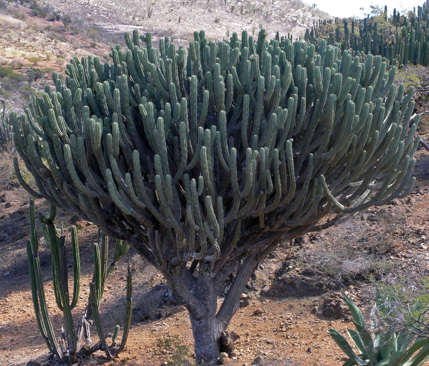 Polaskia chichipe SEEDS