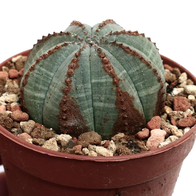 Euphorbia obesa BROWN MARKS